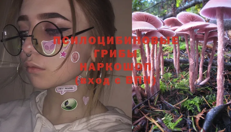 Галлюциногенные грибы Psilocybe  Райчихинск 